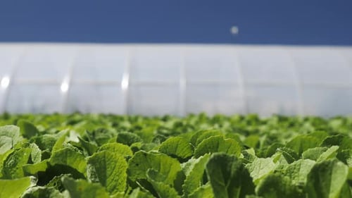 Camera Movement Along a Young Green Seedlings Сhinese Cabbage Near Greenhouse