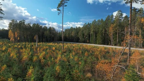 Skyward Forest Scene Realtime Drone Footage Showing Peaceful Forest Clearing with Vibrant Seasonal