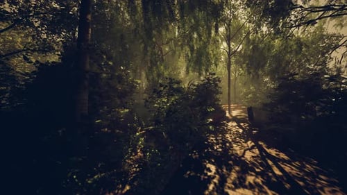 Journey Through a Serene Sunlit Forest Path