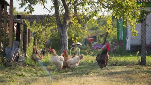 Chickens Gathering in Rural Yard on Sunny Day