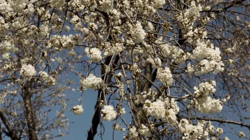 Cherry tree blooming in spring with beautiful white flowers moved by the wind and a clear blue sky,