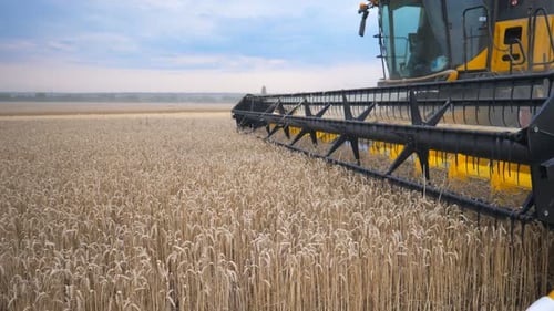 Close Up Knife of Combine Spinning and Cutting Ears of Wheat Harvester Slowly Riding Through Field