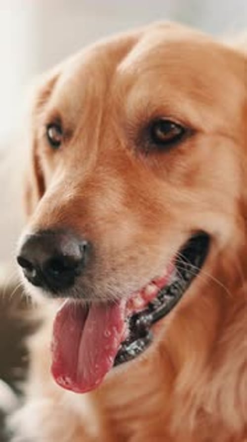 Dog, animal and tongue with breathing in home for pet companion, protection and wondering