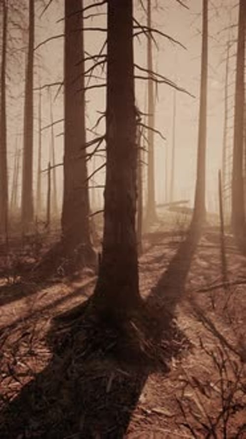 Tall Trees Forest After Massive Fire