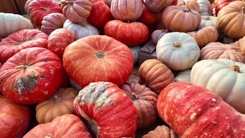 Close-up of colorful pumpkins and courgettes and squash