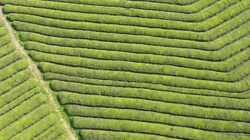 Teeplantage im Berg