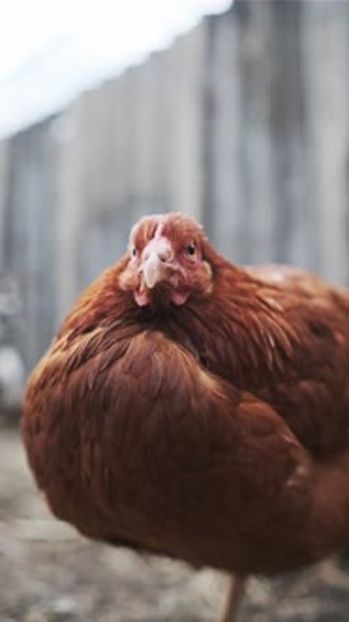 Chickens Walk in a Pen in the Village