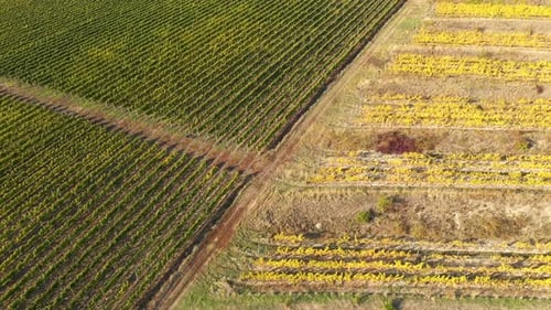 Flying Over a Vineyard. Aerial View
