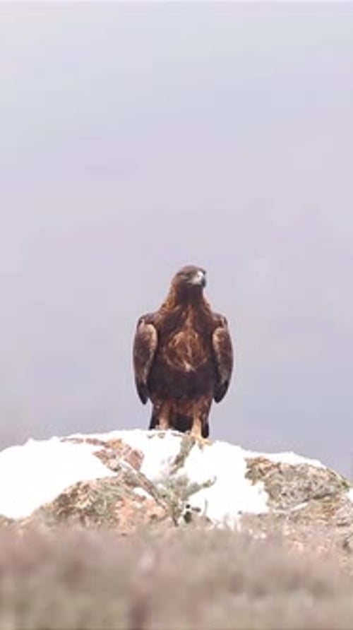 portrait of a golden eagle on a rock and flying