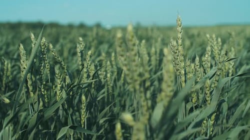 Field Of Young Wheat