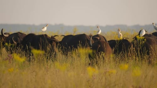 Varias garcetas ganaderas se sientan en la manada de búfalos del Cabo, de pie, caminando y comiendo en un campo cubierto de hierba, cerca