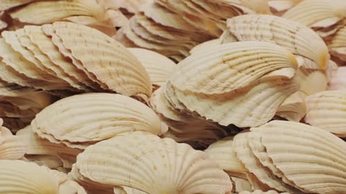 A Beautiful Assortment of Natural Sea Shells with Diverse Textures and Warm Shades
