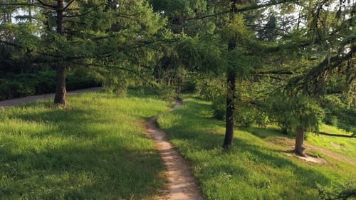 Hermoso parque verde con sendero y árboles