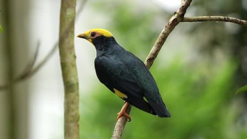Close up shot of a golden-crested myna, ampeliceps coronatus perched on tree branch, wondering aroun