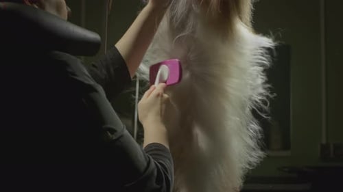 Dog Getting Groomed at the Salon