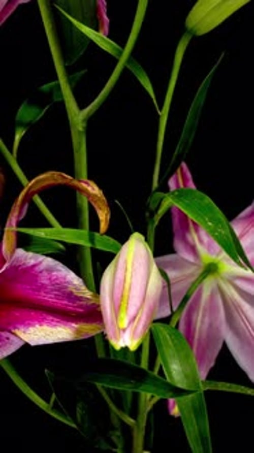 Time Lapse of Pink Lily Opening on Black Background
