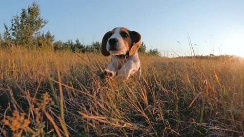 Beagle Puppy Runs through Golden Grassy Field