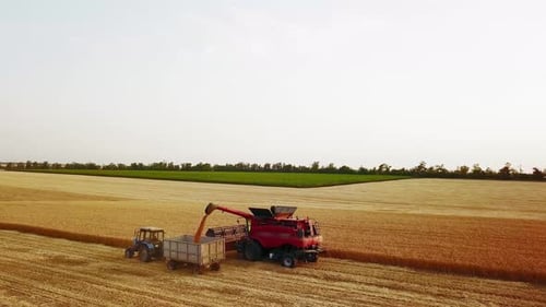 Aerial Drone View Overloading Grain From Combine Harvesters Into Grain Truck in Field Harvester