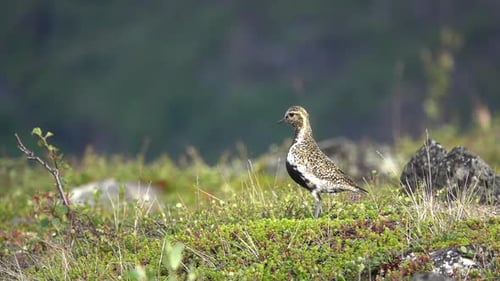 European Golden Plover guarding nest at northern tundra
