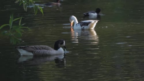 Ducks and Geese swimming together within a lake in London.