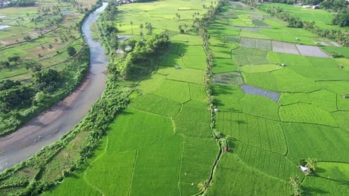 Lush Green Rice Fields and Winding River Aerial