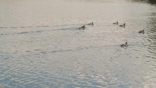 Wild Ducks Swimming in Lake