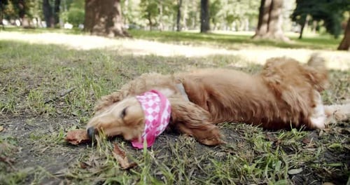 Cocker Spaniel in Park English Cocker Spaniel Rests Outdoors