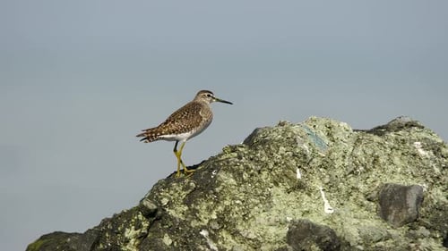 Brown Sandpiper Perched on a Rocky Coastal Outcrop