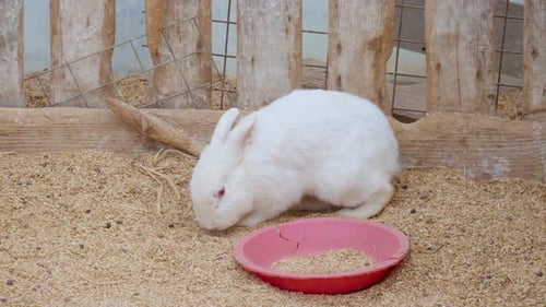 Albino white rabbit at a petting zoo
