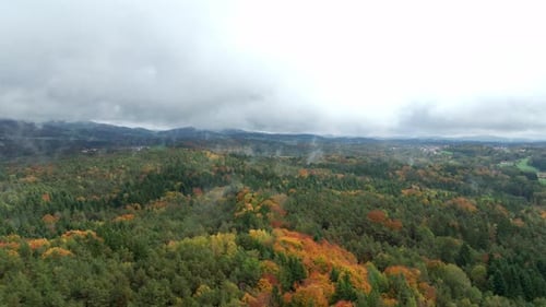 Aerial View of Forest in Autumn Colors