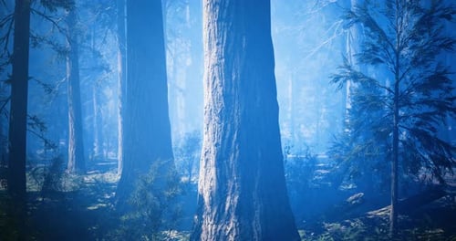 Forest Setting Illuminated By Mist with Tall Trees During Morning Light
