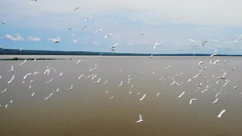 Graceful Gulls Circle Over Water White Gulls Glide Smoothly Above Tranquil Muddy Estuary Scene Media