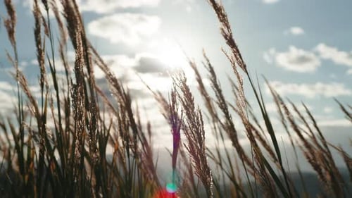 Tall Grass Waving in the Wind
