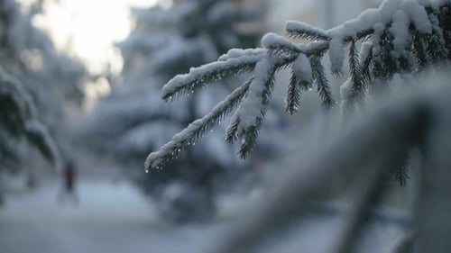 Winter In The Spruce Forest