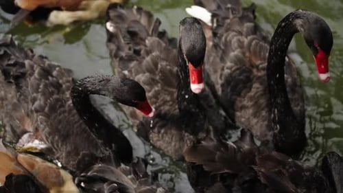 Zeitlupe eines schwarzen Schwans, der in einem Teich schwimmt