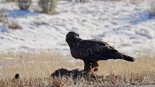 Golden Eagle standing on a deer carcass looking around