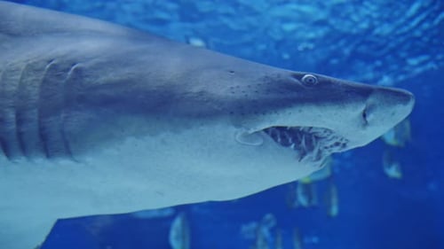 Shark Swimming Underwater in Ocean Close-Up
