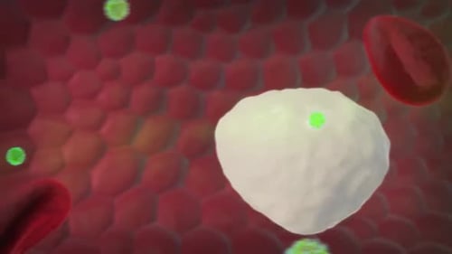 Immune Response: White Blood Cell Engulfing Viruses Animation