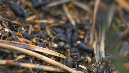 Red ants (Formica rufa) move on the nest, anthill with red wood ants in spring, work and life of ant