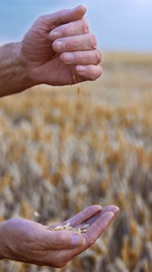 Hand Sifting Wheat Seeds in Rural Field