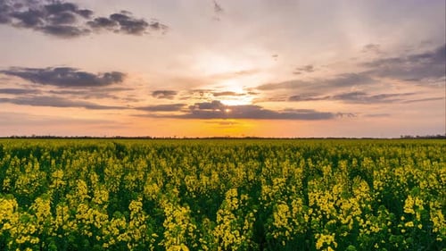 Rapeseed Field at a Beautiful Sunset Timelapse