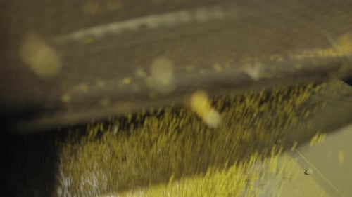 Peas Grains Stirring in Huge Rotor and Pouring Through Mesh