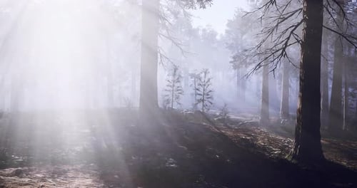 Misty Forest Rays of Sunlight Create a Tranquil Atmosphere in Nature