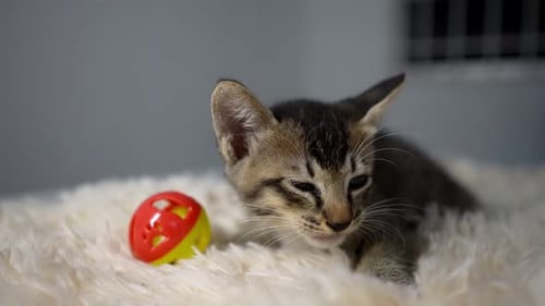 Entzückende Katze mit ihrem Spielzeug im Zimmer. Zeitlupe