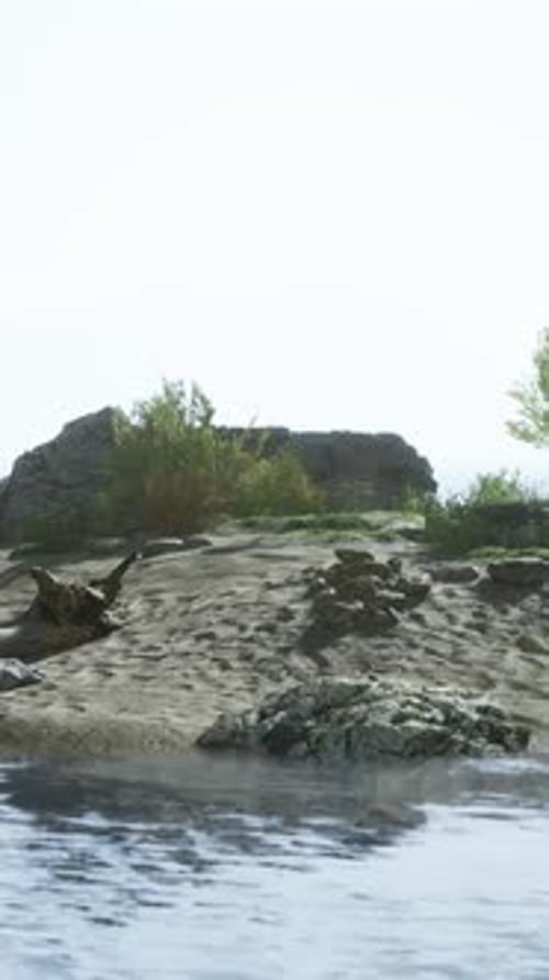 A Relaxing Animal Basking on a Sandy Beach By the Water's Edge