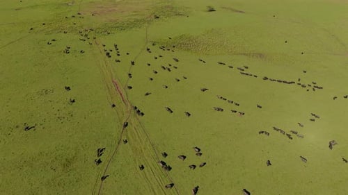 Aerial drone zoom in view of herd of Buffalo, Buffaloes in a green field.