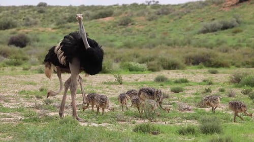 Weitwinkelaufnahme einer Straußenfamilie beim Fressen im grünen Gras des Kgalagadi Transfrontier Parks.