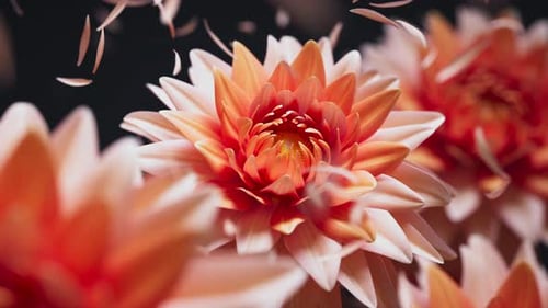 Vibrant dahlias in a gentle 3D loop with airy floating petals.