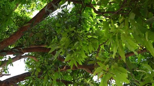ramas y hojas de un árbol