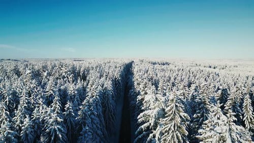 Empty car road in pine tree forest covered with snow
